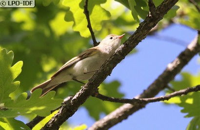 Pouillot de Bonelli