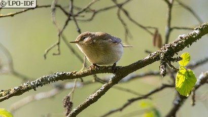 Pouillot de Bonelli