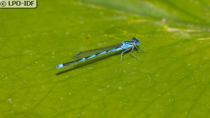 Naïade aux yeux bleus
