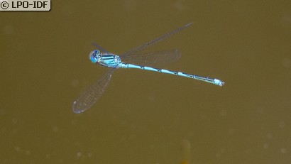 Naïade aux yeux bleus