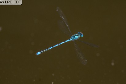 Naïade aux yeux bleus