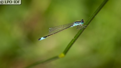 Agrion élégant
