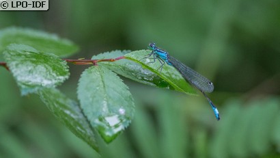 Agrion élégant
