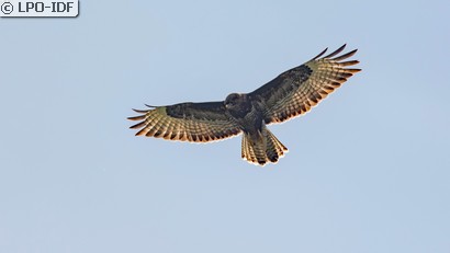 Buse variable
