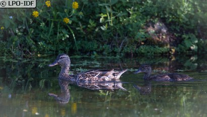 Canard colvert