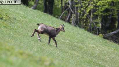 Chamois