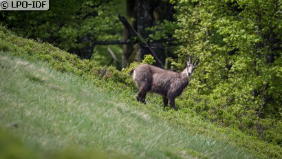 Chamois
