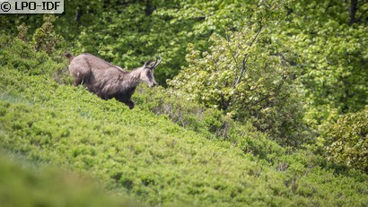 Chamois