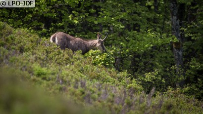 Chamois