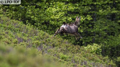 Chamois