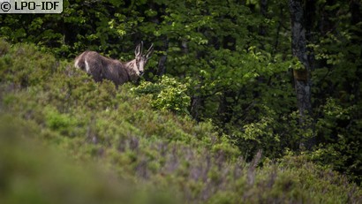 Chamois