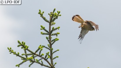 Faucon crécerelle