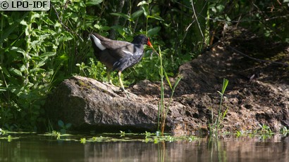 Gallinule poule-d'eau