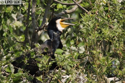 Grand Cormoran