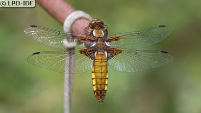 Libellule déprimée