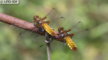 Libellule déprimée