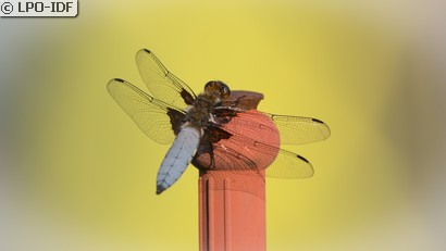Libellule déprimée