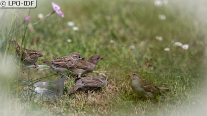 Moineau domestique