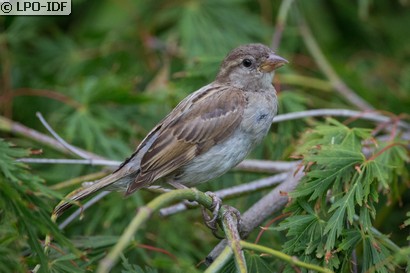 Moineau domestique