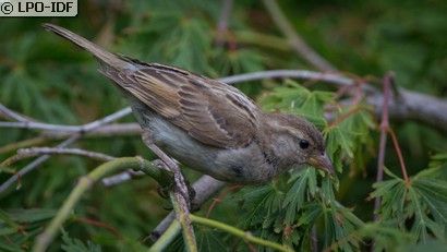 Moineau domestique