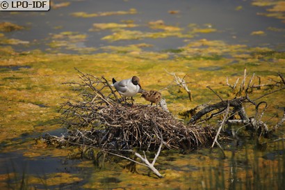 Mouette rieuse