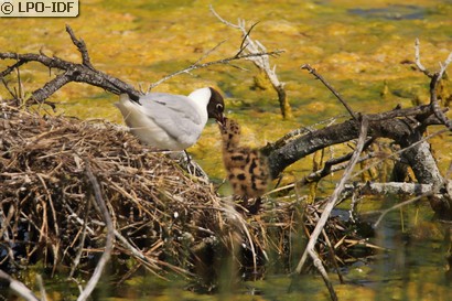 Mouette rieuse