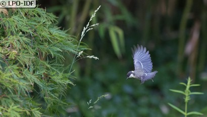 Mésange charbonnière
