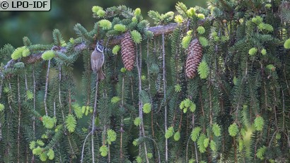 Mésange huppée