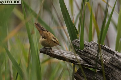Phragmite des joncs