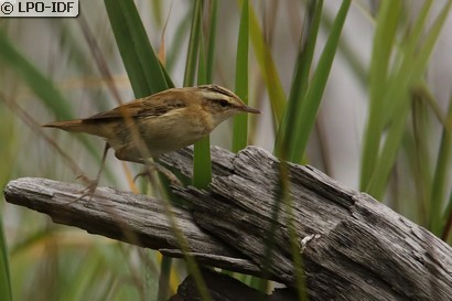 Phragmite des joncs