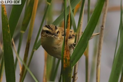 Phragmite des joncs