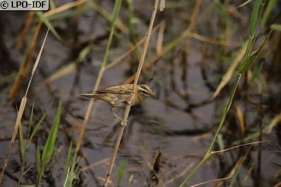 Phragmite des joncs
