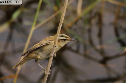 Phragmite des joncs