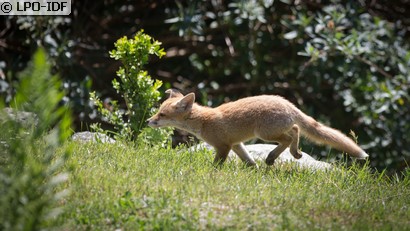 Renard roux
