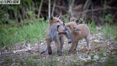 Renard roux