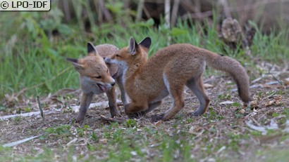 Renard roux