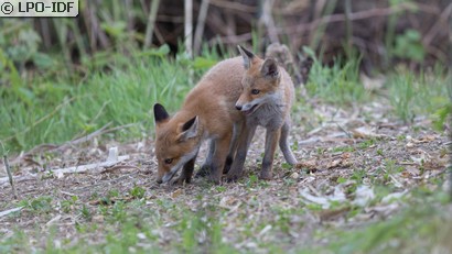 Renard roux