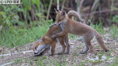 Renard roux