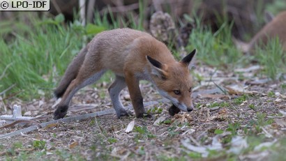 Renard roux