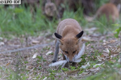 Renard roux