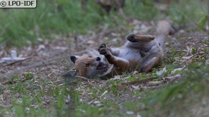 Renard roux