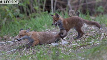Renard roux