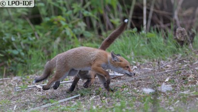 Renard roux