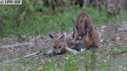 Renard roux