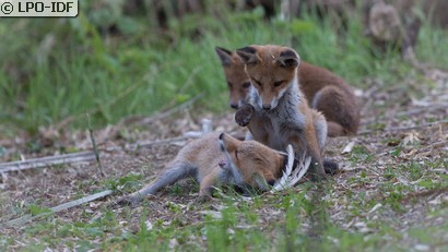 Renard roux