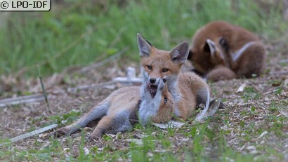 Renard roux