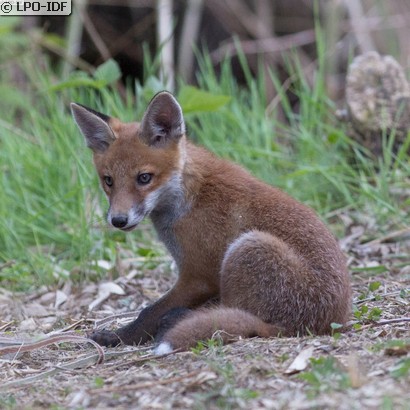 Renard roux
