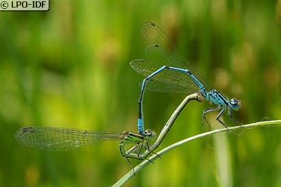 Agrion jouvencelle