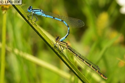 Agrion porte-coupe