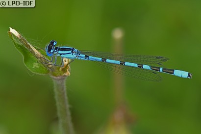 Agrion porte-coupe